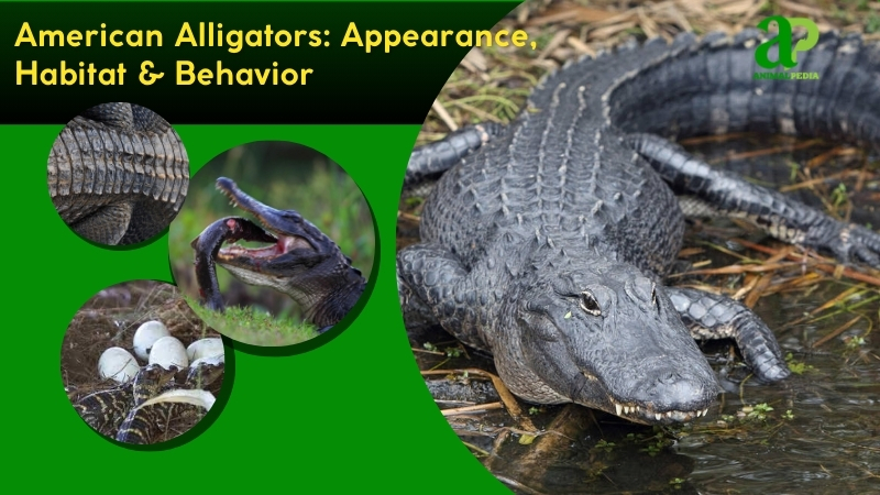American Alligator: Apex Predator of Wetlands, Habitat & Conservation
