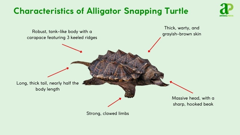 Characteristics of Alligator Snapping Turtles