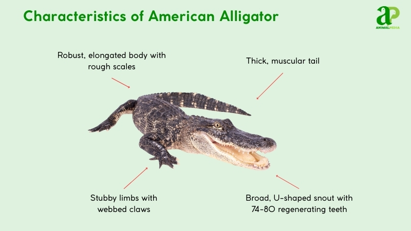 Characteristics of American Alligators