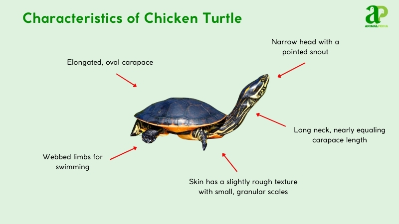 Characteristics of Chicken Turtle