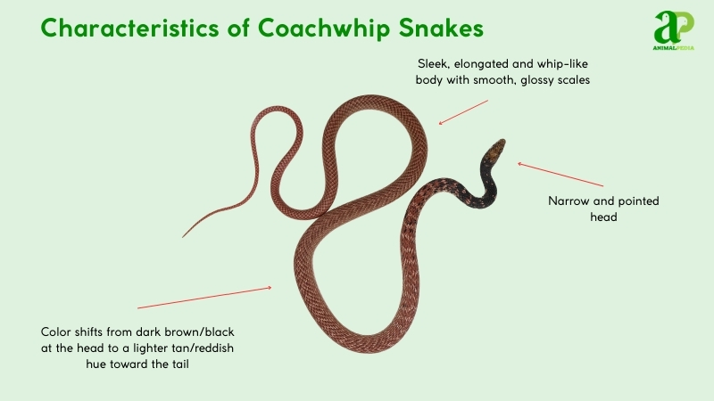 Characteristics of Coachwhip Snakes