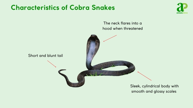 Characteristics of Cobra Snakes