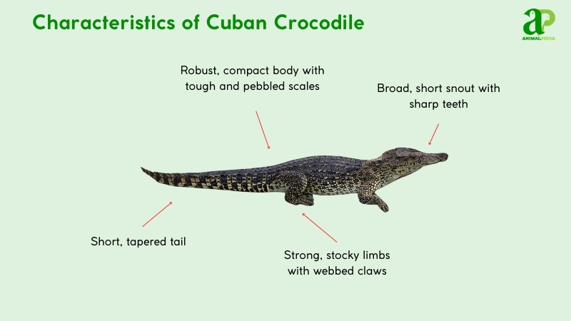 Characteristics of Cuban Crocodiles