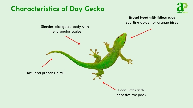 Characteristics of Day Geckos