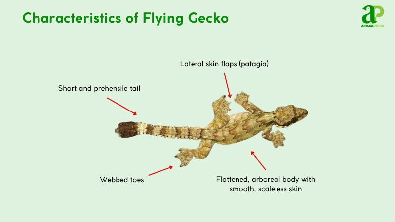 Characteristics of Flying Geckos