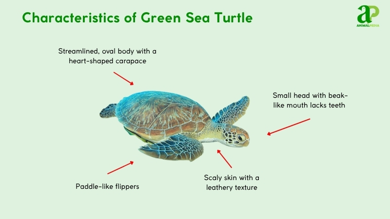 Characteristics of Green Sea Turtles
