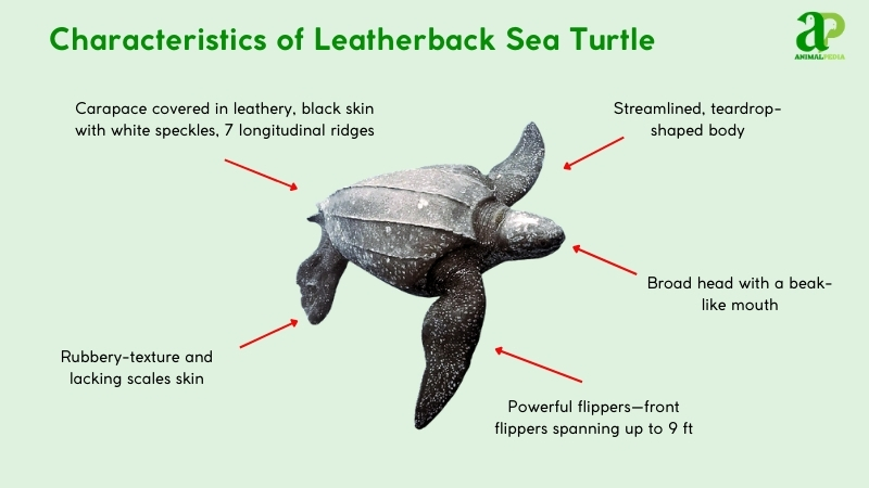 Characteristics of Leatherback Sea Turtles