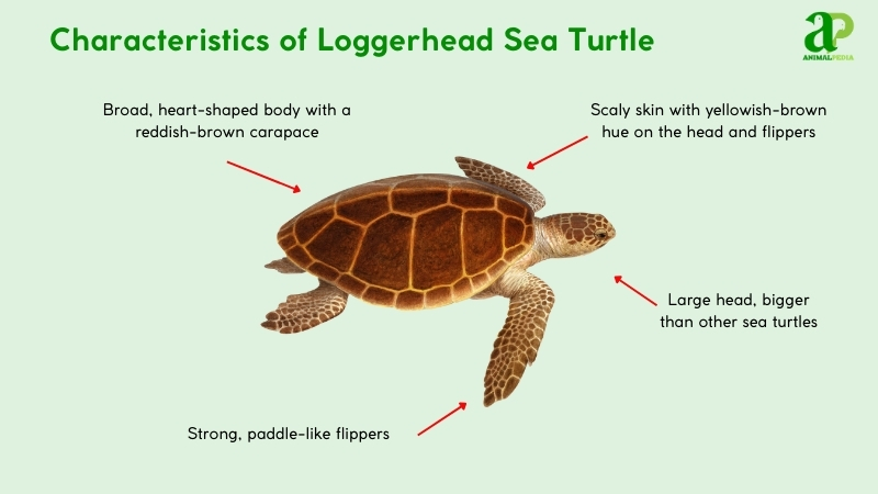 Characteristics of Loggerhead Sea Turtle