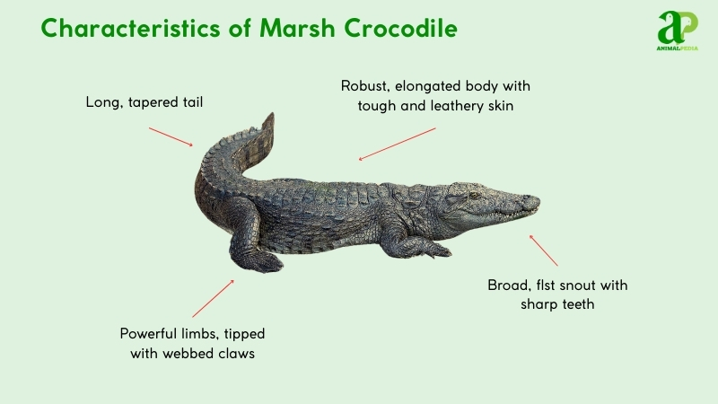 Characteristics of Marsh Crocodile
