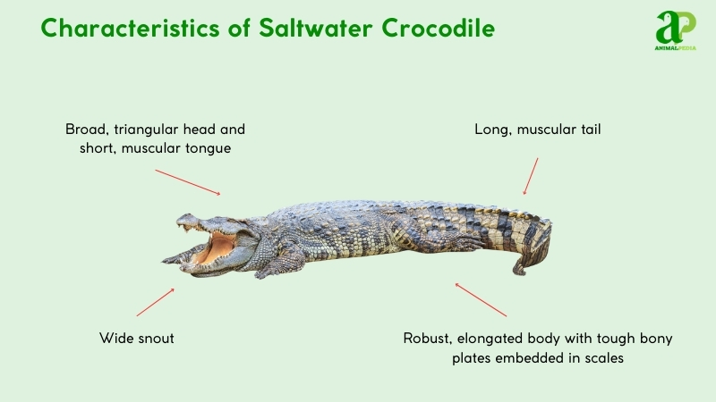 Characteristics of Saltwater Crocodile