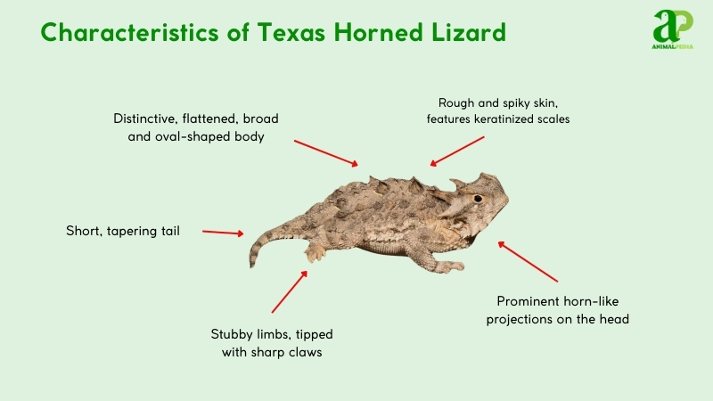 Characteristics of Texas Horned Lizards