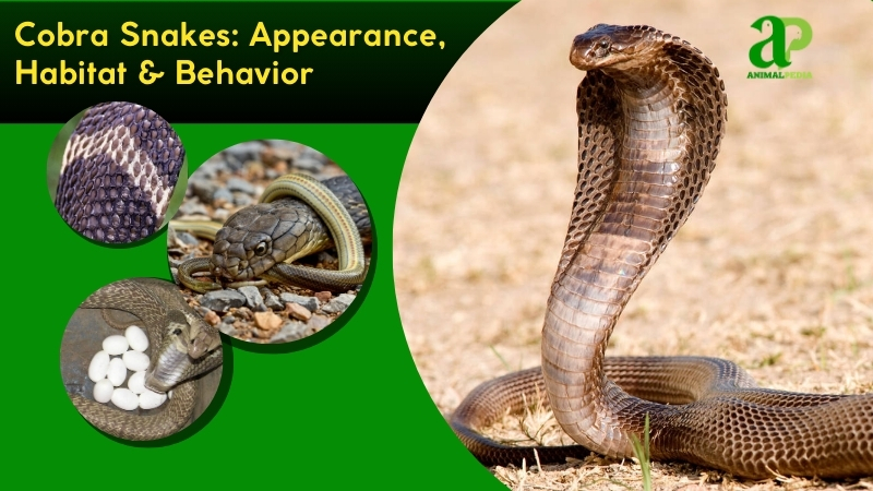 Cobra Snakes species guide