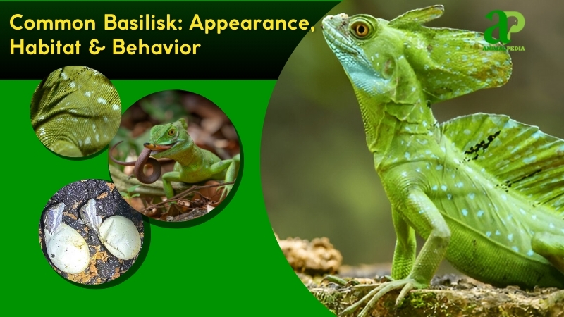 Common Basilisk species guide