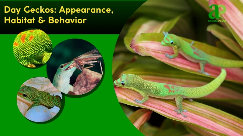 Day Geckos species guide