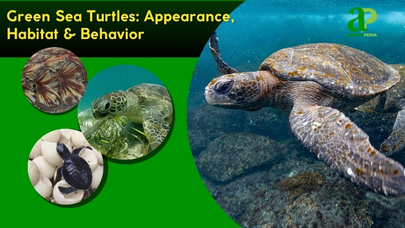 Green Sea Turtles species guide
