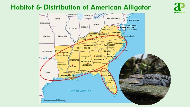 Habitat and distribution of American Alligators