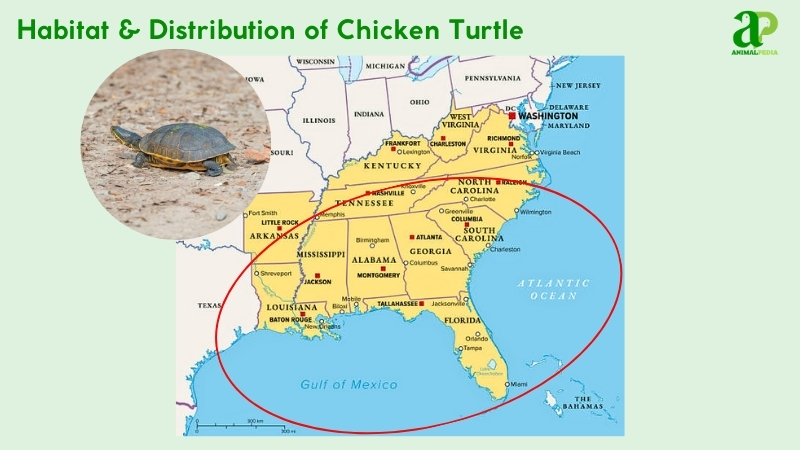 Habitat and distribution of Chicken Turtle