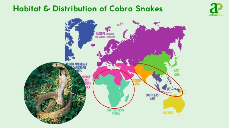 Habitat and distribution of Cobra Snakes