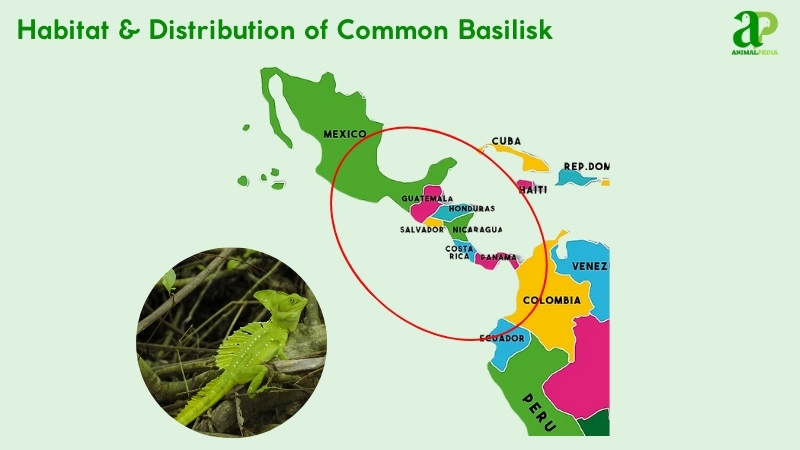 Habitat and distribution of Common Basilisk