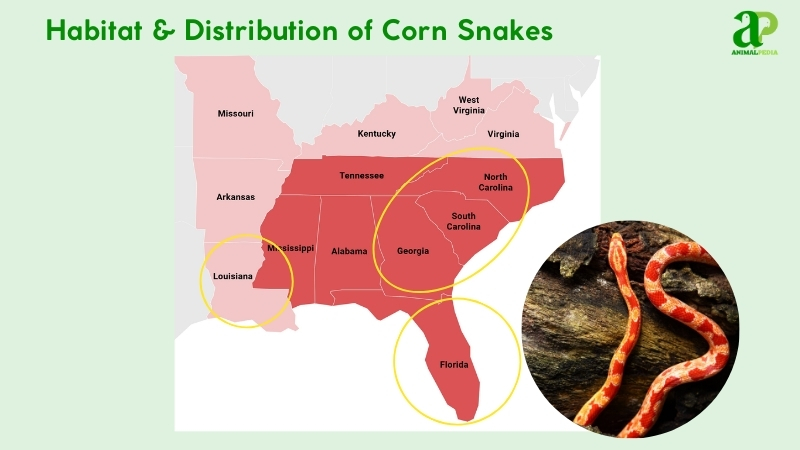 Habitat and distribution of Corn Snakes