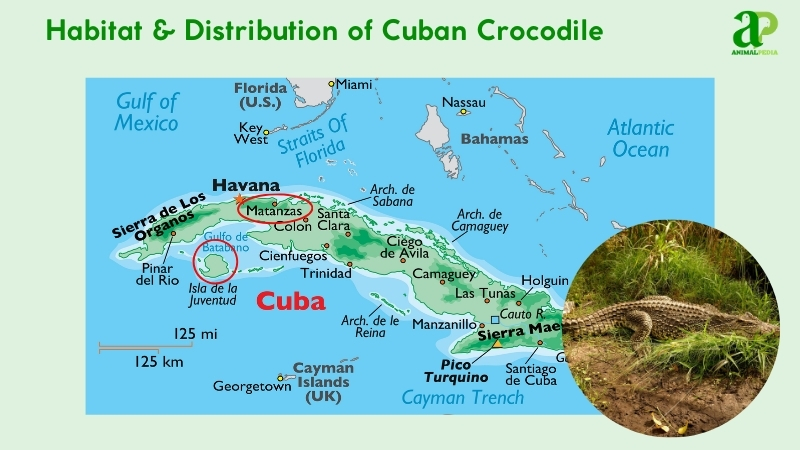 Habitat and distribution of Cuban Crocodiles