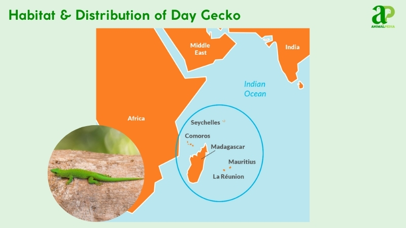 Habitat and distribution of Day Geckos