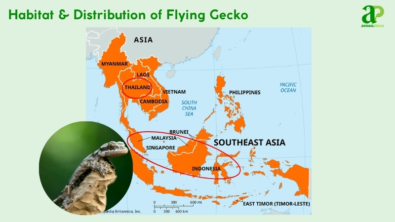 Habitat and distribution of Flying Geckos