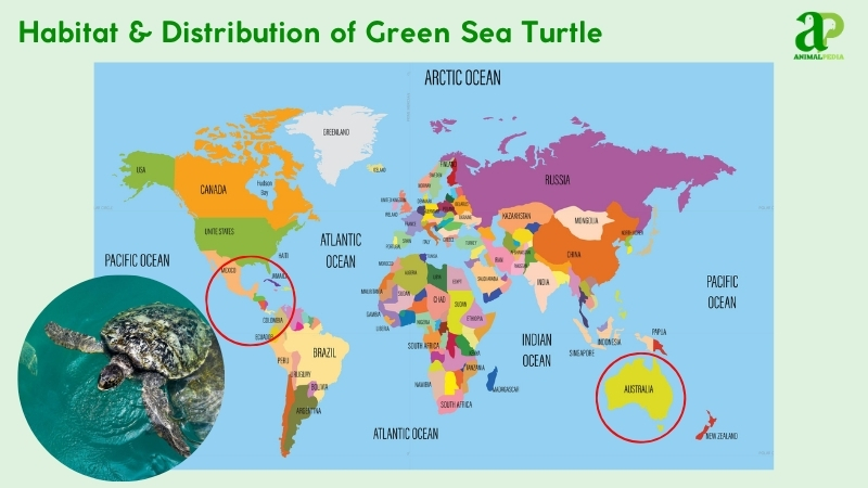 Habitat and distribution of Green Sea Turtles