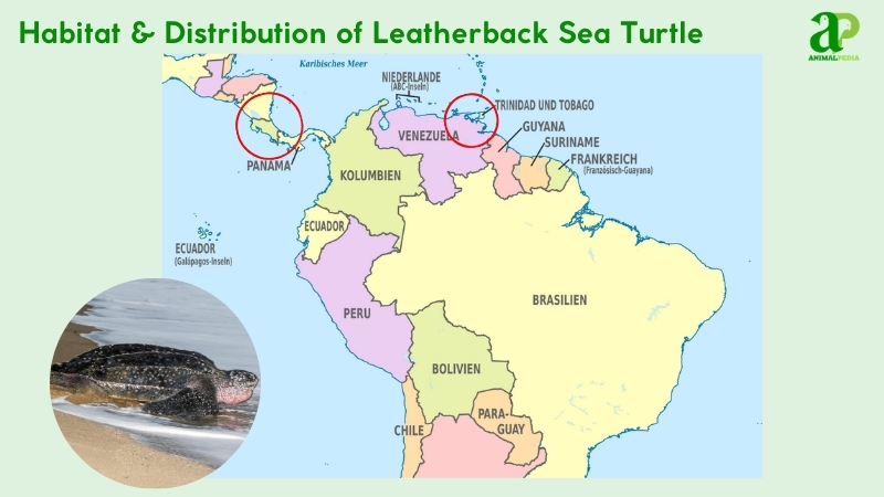 Habitat and distribution of Leatherback Sea Turtles