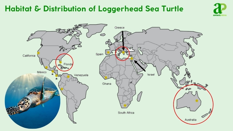 Habitat and distribution of Loggerhead Sea Turtle