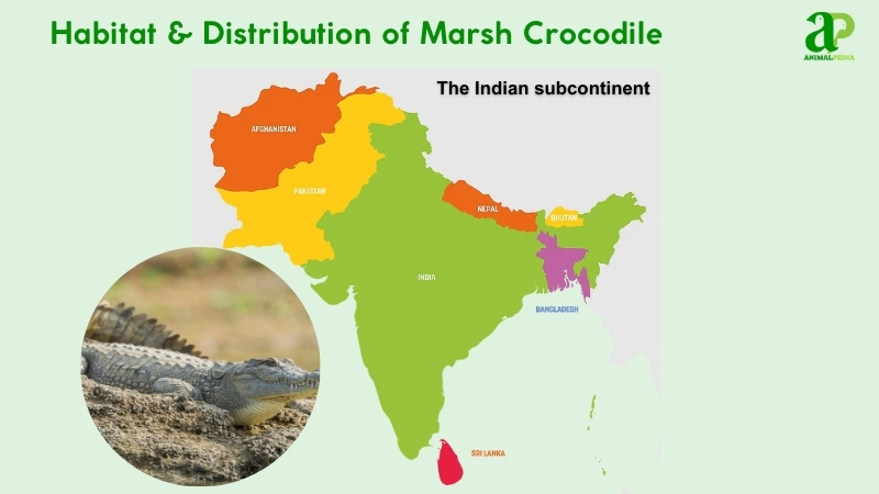 Habitat and distribution of Marsh Crocodile