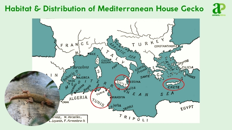 Habitat and distribution of Mediterranean House Geckos