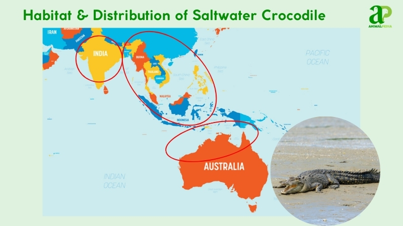 Habitat and distribution of Saltwater Crocodile