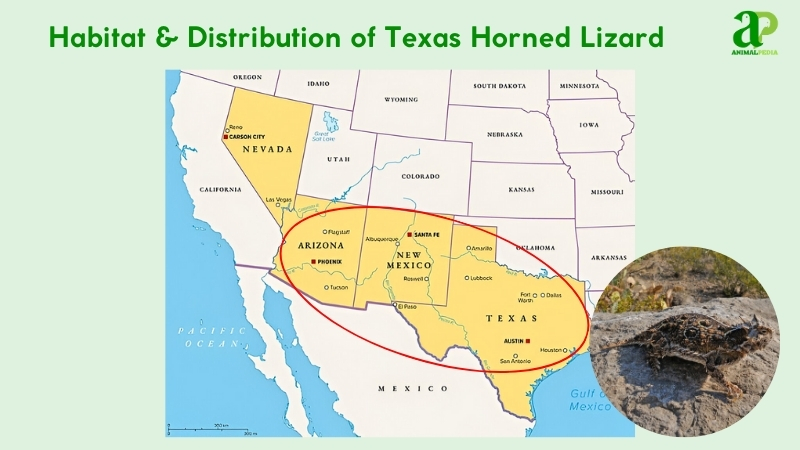 Habitat and distribution of Texas Horned Lizards