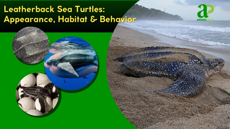 Leatherback Sea Turtles species guide