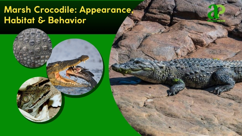 Marsh Crocodile: Habitat-Adapted Reptile, Behavior & Conservation