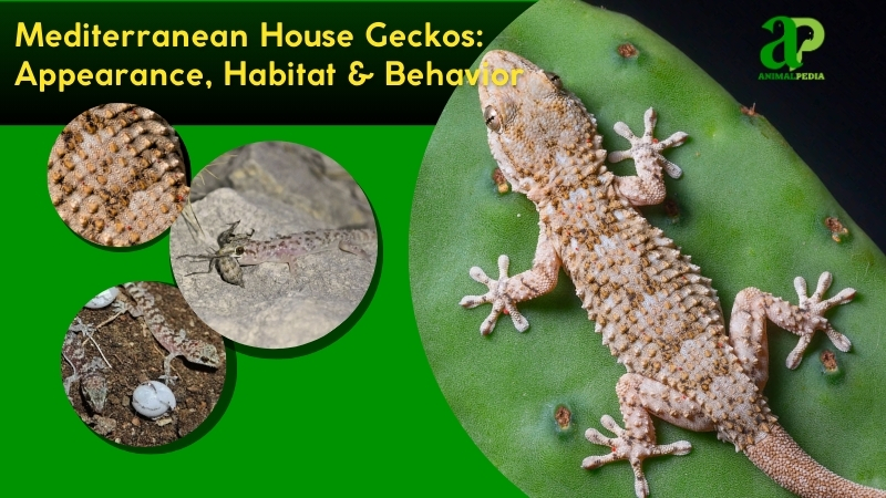 Mediterranean House Geckos species guide