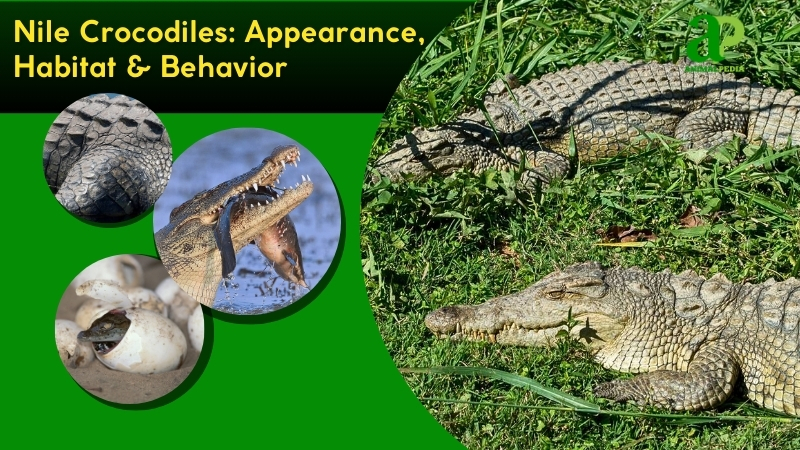 Nile Crocodiles species guide