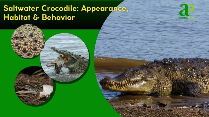 Saltwater Crocodile species guide