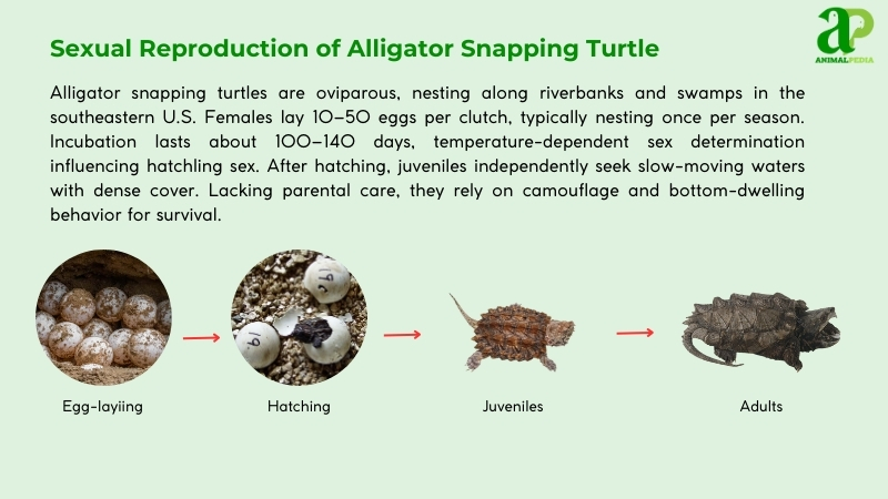 Sexual Reproduction of Alligator Snapping Turtles