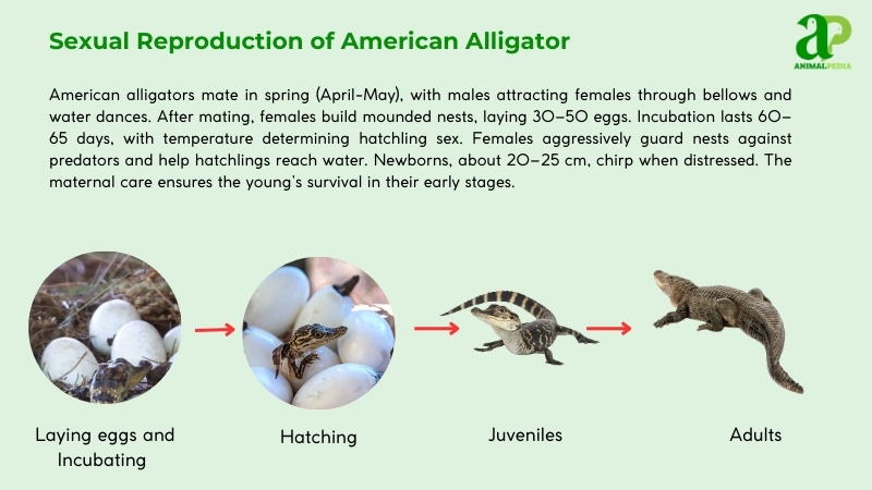 Sexual Reproduction of American Alligators