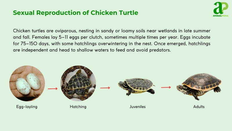 Sexual Reproduction of Chicken Turtle