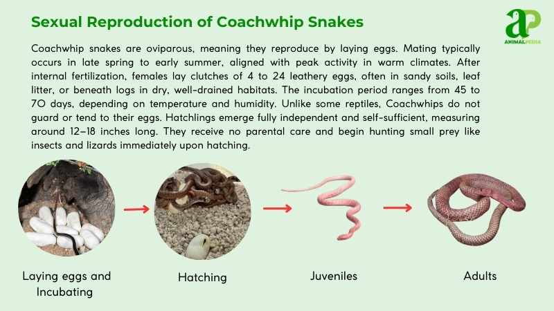 Sexual Reproduction of Coachwhip Snakes