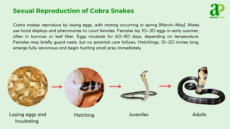 Sexual Reproduction of Cobra Snakes