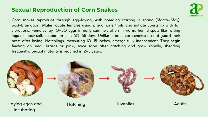 Sexual Reproduction of Corn Snakes