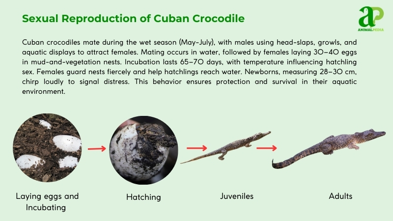Sexual Reproduction of Cuban Crocodiles
