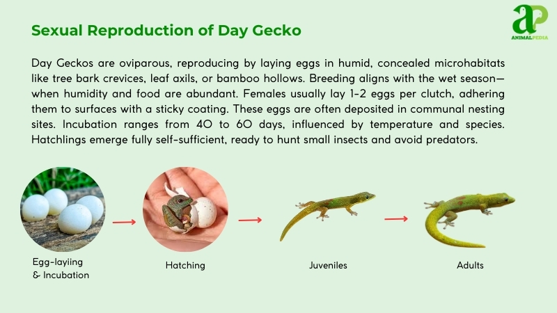 Sexual Reproduction of Day Geckos