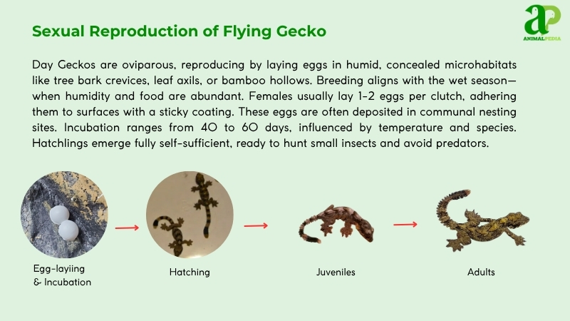 Sexual Reproduction of Flying Geckos