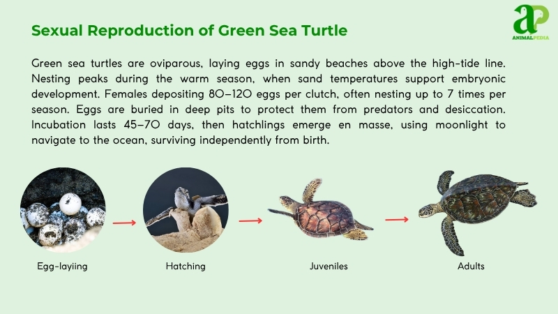 Sexual Reproduction of Green Sea Turtles