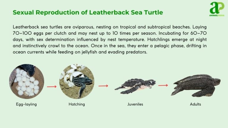 Leatherback Sea Turtle: Largest Oceanic Turtle, Habitat & Conservation